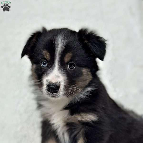 Harlow, Miniature Australian Shepherd Puppy